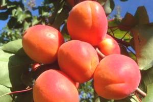 Les premiers abricots d'Italie arrivent chez Rap Paris