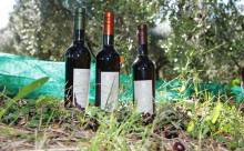 Huile d'olive les Amantine chez Rap